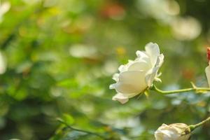 Schöne weiße Rosen blühen im Garten foto