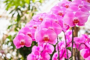 schöne Phalaenopsis-Orchideenblume, die im Blumenhintergrund des Gartens blüht foto