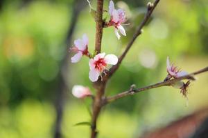 chinesische pflaumenblütenblüte hautnah foto