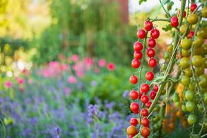 Frische rote reife Tomaten, die an der Weinpflanze hängen, die im Biogarten wächst foto