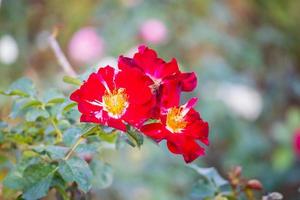 Schöne rote Rosen blühen im Garten foto