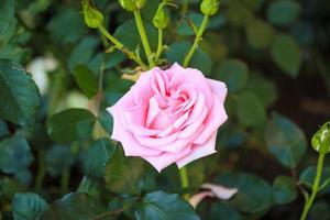 schöne bunte rosa rosen blühen im garten foto