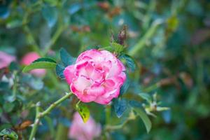 schöne rosa Rosen blühen im Garten foto