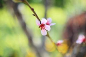 chinesische pflaumenblütenblüte hautnah foto