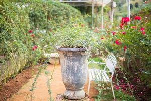 Schöne bunte Rosen blühen im Garten foto