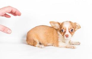 Chihuahua-Welpenansicht foto