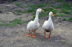 ein paar lustige weiße gänse laufen den schmutzigen grasbewachsenen hof entlang foto