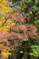 Fragment von Bäumen, deren Blätter sich in der Herbstsaison verfärben foto