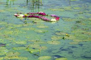 die Oberfläche eines alten Sumpfes, der mit Wasserlinsen und Lilienblättern bedeckt ist foto