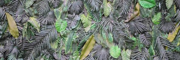 tropische grüne blätter hintergrund, farn, palme und monstera deliciosa blatt an der wand foto