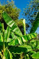 Blick auf den Bananenbaum foto