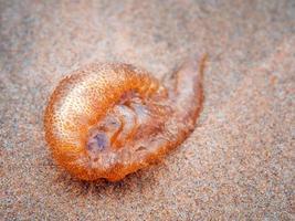 Makro-Nahaufnahme einer toten Qualle auf Sand foto