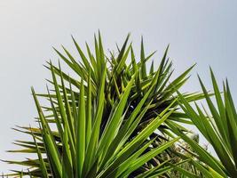 Palmzweige vor einem strahlend blauen Himmel foto