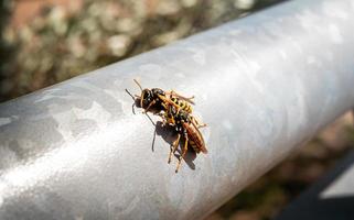 Zwei Wespen sitzen an einem sonnigen Tag auf einem heißen Metallgeländer foto