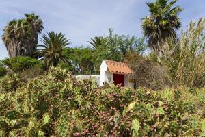 Spanien, 2022 - Kaktus opuntia foto