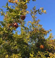 Granatapfel. Foto eines Baumes mit Granatapfelfrüchten, blauer Himmel.