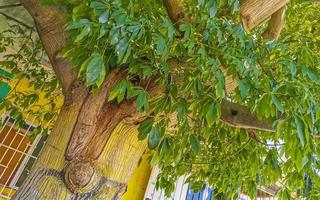 riesiger schöner kapokbaum ceiba baum mit spitzen in mexiko. foto