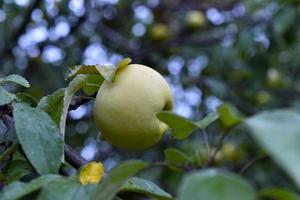 Reife gelbe Äpfel auf einem grünen Baum im Garten. Saftiger Apfel auf einem Ast. foto