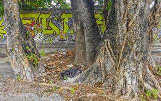 riesiger schöner ficus maxima feigenbaum playa del carmen mexiko. foto