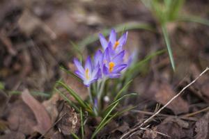 Primeln Krokusse im Frühjahr auf einer Lichtung im Wald. Der Frühling wird im Wald wiedergeboren. trockene Blätter weichen den ersten Blüten, foto