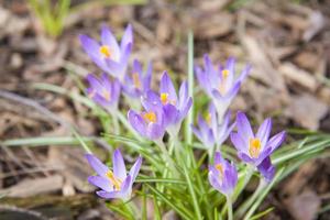 Primeln Krokusse im Frühjahr auf einer Lichtung im Wald. Der Frühling wird im Wald wiedergeboren. trockene Blätter weichen den ersten Blüten, foto