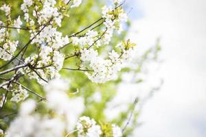 Weiße Kirschblüten im Frühling vor blauem Himmel an einem sonnigen Tag Nahaufnahme Makro in der Natur im Freien. foto