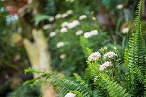 Schöne weiße Rosen blühen im Garten foto