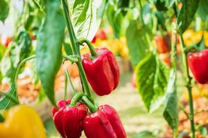 rote paprikapflanze, die im biologischen garten wächst foto