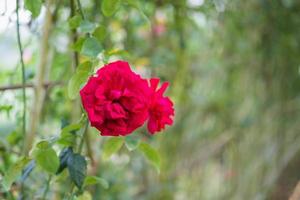 Schöne rote Rosen blühen im Garten foto