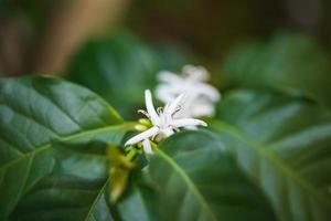 weiße Blume im Kaffeebaum aus nächster Nähe foto