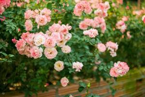 schöne bunte rosa rosen blühen im garten foto