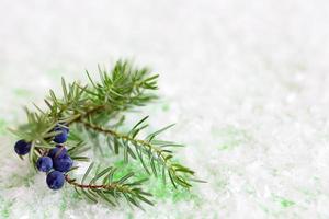 Wacholderzweig mit Beeren auf grünem Hintergrund mit Kunstschnee. winterkomposition mit kopierraum. foto