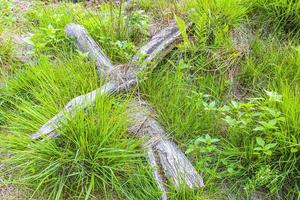 grüne braune und weiße blumenpflanzen in der waldnatur deutschland. foto