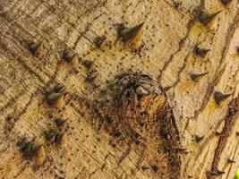 riesiger schöner kapokbaum ceiba baum mit spitzenbeschaffenheitsmuster. foto