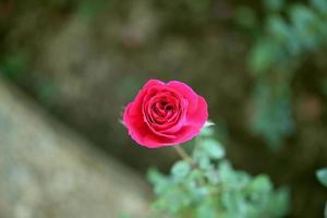 Schöne rote Rosen blühen im Garten foto