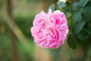 schöne bunte rosa rosen blühen im garten foto