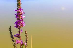 lila rosa rote blumen und pflanzen in der waldnatur deutschland. foto