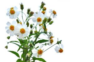 die schönen weißen blumen, gelber pollen spanischer nadeln oder bidens alba, die in tropischen regionen vorkommen. foto