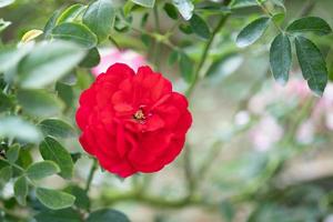 Schöne rote Rosen blühen im Garten foto