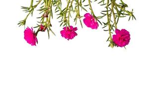 Moosrosenblume oder Portulak, zehn Uhr, Sonnenrose, Portulakblüten mit grünen Blättern, die von der Spitze isoliert auf weißem Hintergrund hängen foto