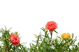 Moosrosenblume oder Portulak, zehn Uhr, Sonnenrose, Portulakblüten mit grünen Blättern, die von der Spitze isoliert auf weißem Hintergrund hängen foto