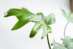 Philodendron Mayo im Inneren des Hauses. geschnitzte Blätter einer Zimmerpflanze in einem Topf. Pflege und Anbau tropischer Pflanzen, Gewächshaus foto