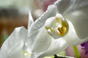 Weiße Orchideenblüten mit Tautropfen. foto