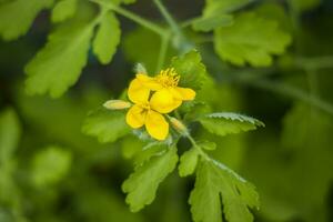 Schöllkraut ist eine Pflanze mit gelben Blüten und grünen Blättern im Wald. Chelidonium majus oder Großes Schöllkraut oder Birkhuhn oder Schwalbe oder Nippel, foto