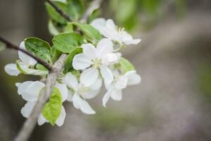 Weiße Blüten eines blühenden Apfelbaums im Frühjahr Nahaufnahme Makro in der Natur im Freien. foto