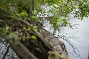 ein alter Haken, ein umgestürzter Baum ist schwer in den Fluss gekippt. foto