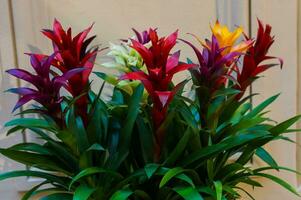 Mehrfarbige Bromelien in einem Gewächshaus oder Blumenbeet, floraler, natürlicher Hintergrund foto