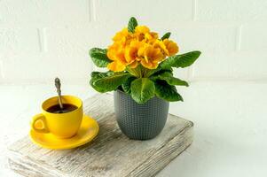 Gelb blühende Primel oder Primel im Blumentopf neben gelber Kaffeetasse auf weißem Hintergrund. Hausgärtnerei foto
