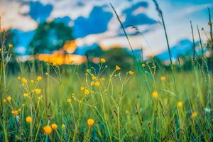 abstrakt soft focus sonnenuntergang feld landschaft mit gelben blumen und gras wiese warme goldene stunde sonnenuntergang sonnenaufgang time. ruhige frühlingssommernaturnahaufnahme und unscharfer waldhintergrund. idyllische Natur foto