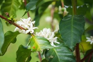 weiße kaffeeblumen in grünen blättern baumplantage hautnah foto